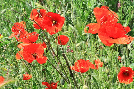 poppies, flowers, poppy, field, red, spring, plant