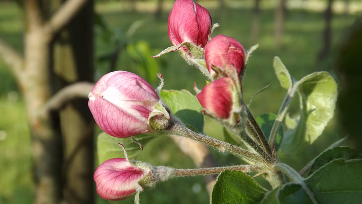 Manzano, цвете, ябълка, красота, ябълков цвят, природата, растителна