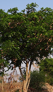 Milletia pinnata, Karanj, Baum, Flora, Pongamia pinnata, indische Buche, Samenkapsel