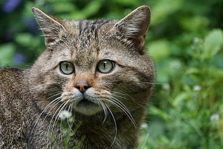 kucing liar, kucing hutan, Predator, Eropa, dilindungi, Felis silvestris, fotografi satwa liar