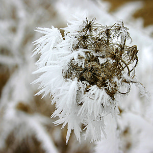 icing, rime, winter, nature, dry flower, ice