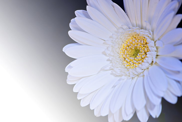gerbera, flower, blossom, bloom, petals, white, white flower