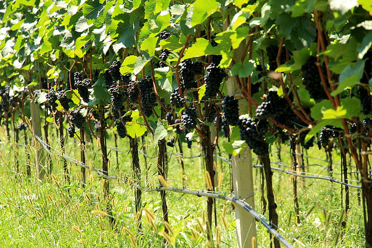 anggur, anggur, anggur, winegrowing, tanaman, Grapevine, anggur