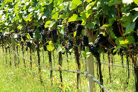 grapes, wine, vine, winegrowing, plant, grapevine, grape