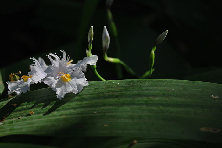 africké iris, Iris, dietes, biela, kvet, kvet, Príroda
