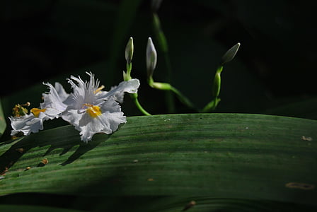 africké iris, Iris, dietes, bílá, květ, Bloom, Příroda