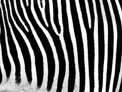 Zebra, striber, bar, sort, hvid, stribet, mønster