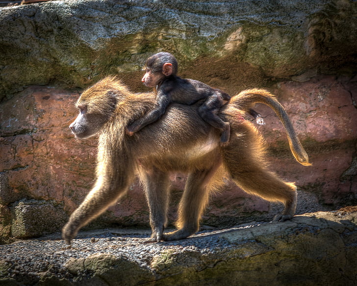 zoologijos sodas, babuinas, beždžionė, primatas, Laukiniai gyvūnai, Gamta, beždžionė