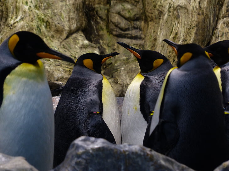 King penguins, pingviinit, nokka, Katso, Odota, aptenodytes patagonicus, spheniscidae
