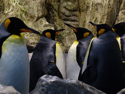 Kráľ tučniakov, tučniaky, zobáky, pozrieť sa, vyzerať, čakať, Aptenodytes patagonicus, spheniscidae