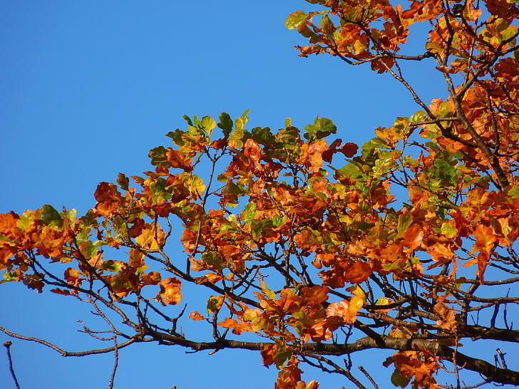 arbre, coloré, feuilles, automne, couleur, nature, feuille