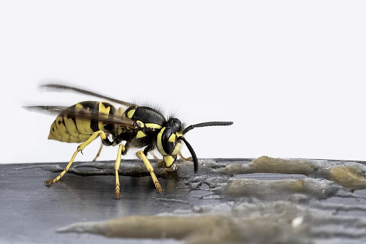 wasp, insect, nature, sting, close, bee, animal