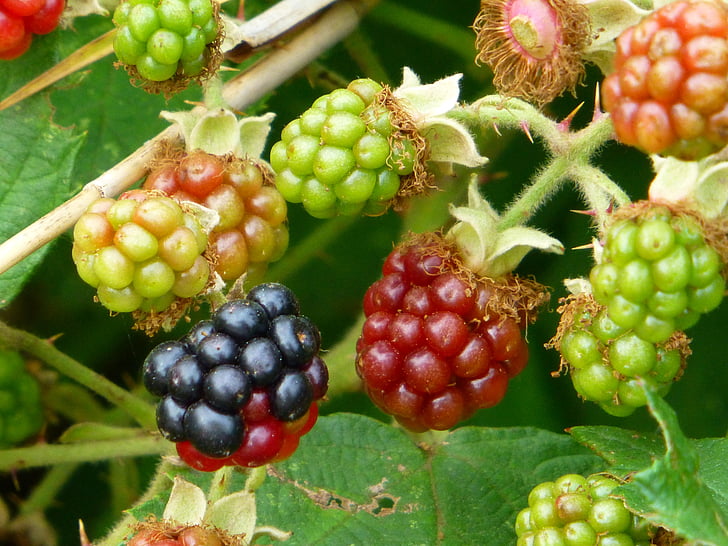 BlackBerry, frutas da floresta, frutas, maduras, imaturo, espinhosa, Bush