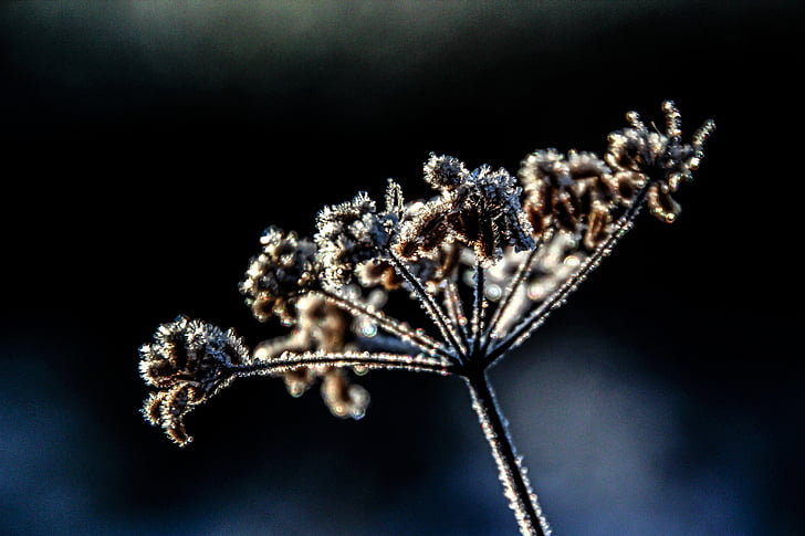 flower, plant, winter, frost, cold, frozen, hoarfrost