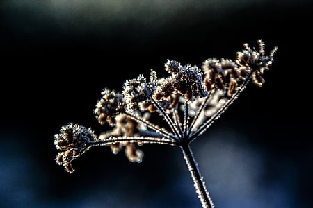 Hoa, thực vật, mùa đông, Frost, lạnh, đông lạnh, sương muối