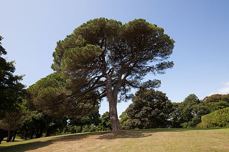 Pine, Park, träd, äng, Solitaire, Hill, Sky