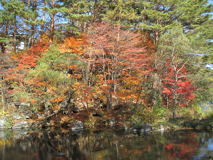 podzim, podzimní listí, Arboretum, barevné, Woods, Les, javory