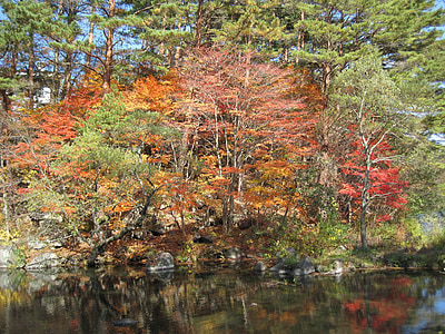 Outono, folhas de outonais, arboreto, colorido, floresta, floresta, Maples