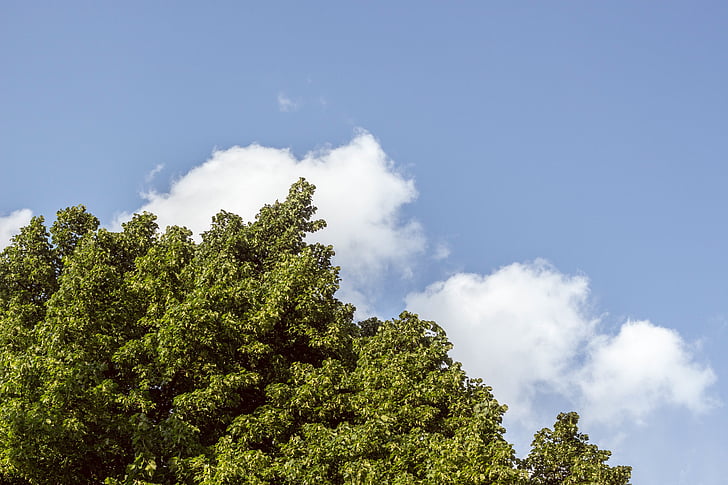 green, tree, plant, blue, sky, clouds, nature
