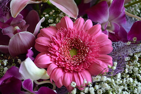 Gerbera, puķe, rozā, Violeta, skaists, svaigu, pušķis