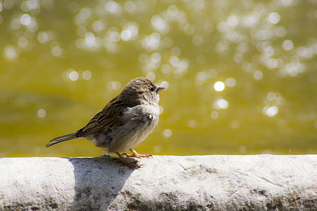 Sparrow, con chim, Ave, động vật hoang dã đô thị, nguồn, nước, Bokeh