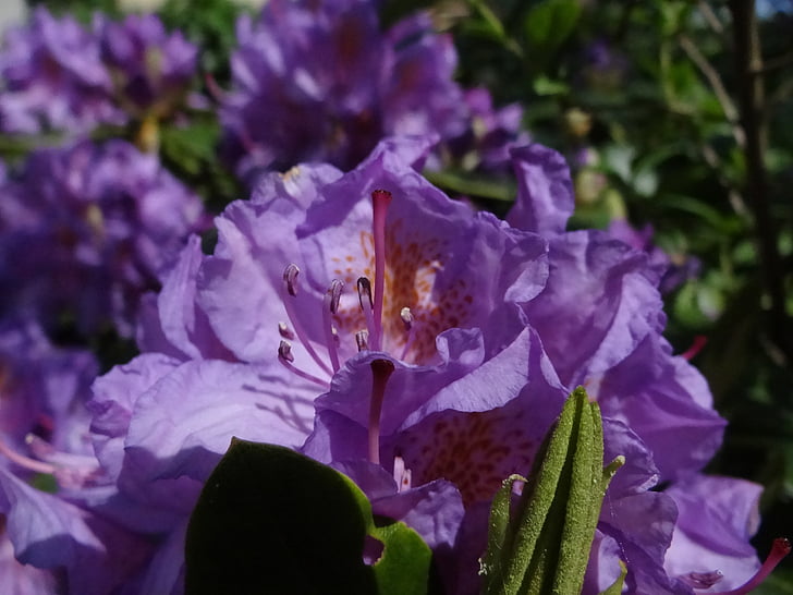 Rhododendron, fialová, rastlín, Violet, posteľ, záhrady, kvet