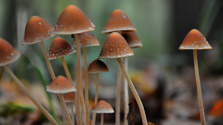 mushroom, forest, autumn, fungus, nature, close-up, plant