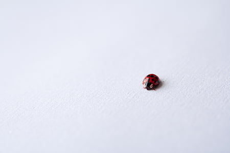 black, white, spotted, ladybug, concrete, small, insect