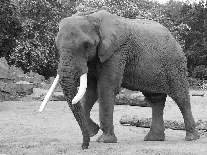elefánt, fekete-fehér, állati portré, fekete-fehér, vastagbőrű, lény, állatkert
