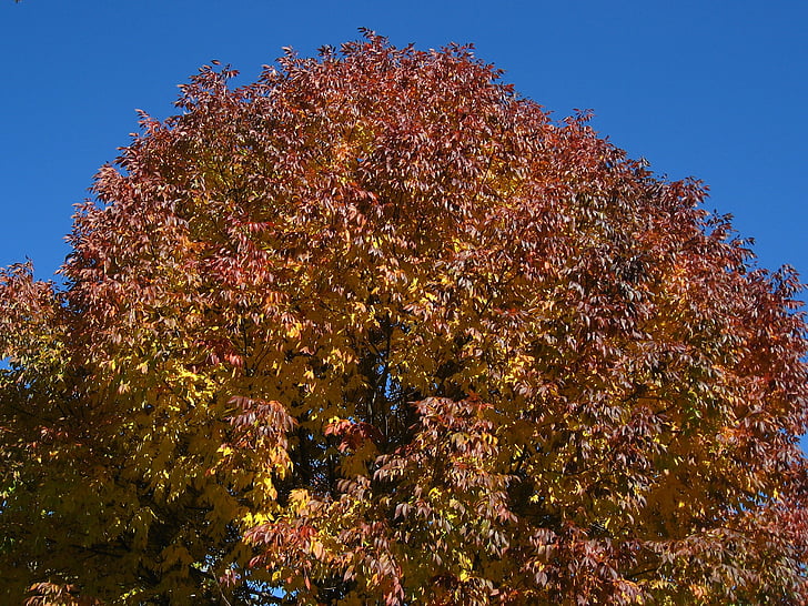 albero, foglie, autunno, caduta, natura, stagione, fogliame