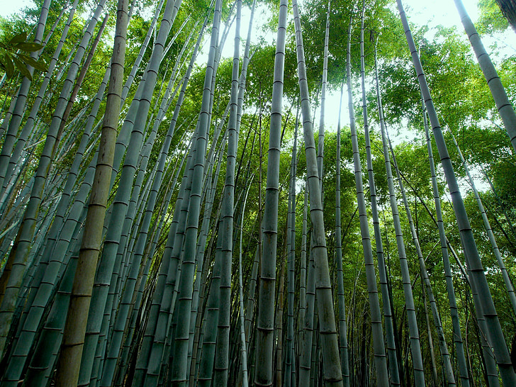bambusový Les, bambus, zelená, bambus - rostlina, Příroda, bambusový háj, Les