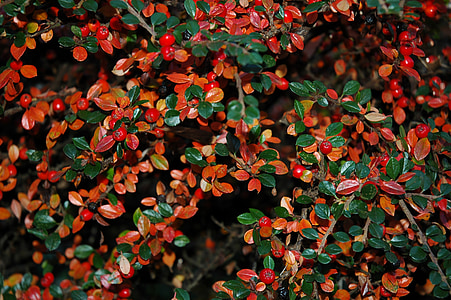 bobule, podzim, na podzim, listy, Příroda, červená, závod