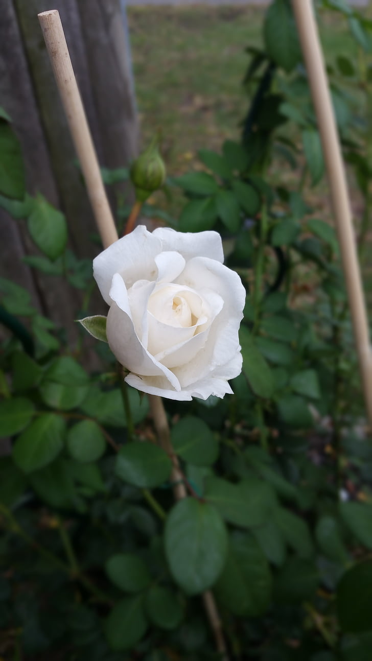 hvid rose bud, Rose-bush, blomst, haven, natur