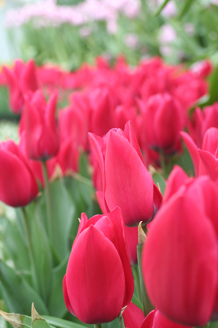 red flowers, tulip, world flower botanical garden