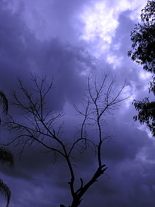tree, sky, clouds, nature, season, scene, branch