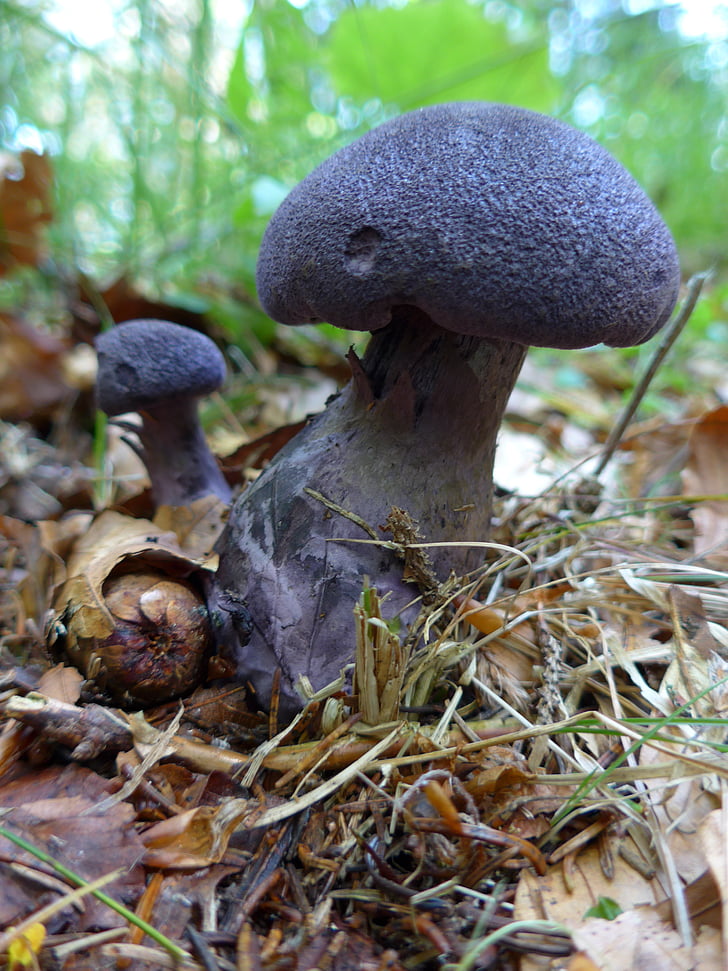 버섯, 들 버섯, 보라색 schleierling
