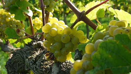 grapes, wine grapes, riesling, wine, food, alcohol, red