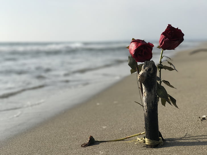 Hoa hồng, Bãi biển, tôi à?, Melancholy, hoàng hôn, Cát, sóng