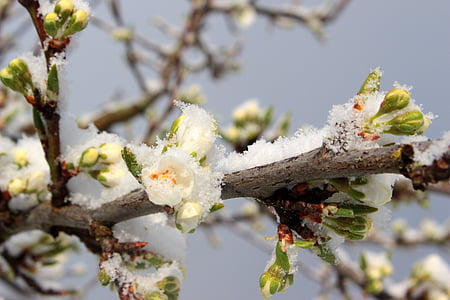 plommonträd, Prunus domestica, Plum bud, knopp, lämnar, Blossom, våren