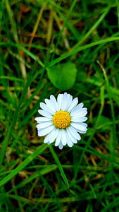 Daisy, hvid, natur, blomstermotiver, sommer, felt, plante