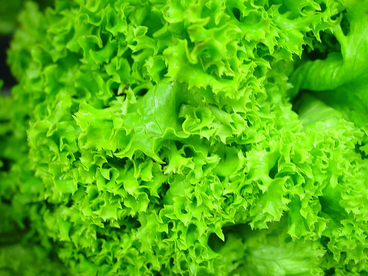 salotų lapai, šviežios, hidroponinėmis, žalia, sveikas, maisto, salotos