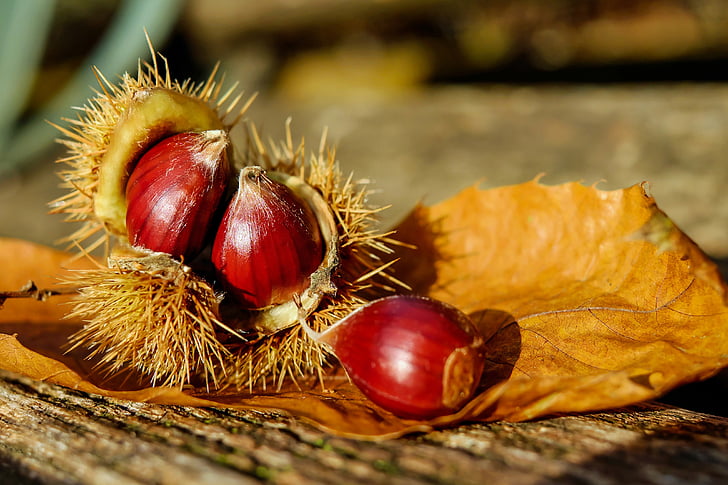 chestnut, chestnuts, fruit, brown, edible, specialty, food