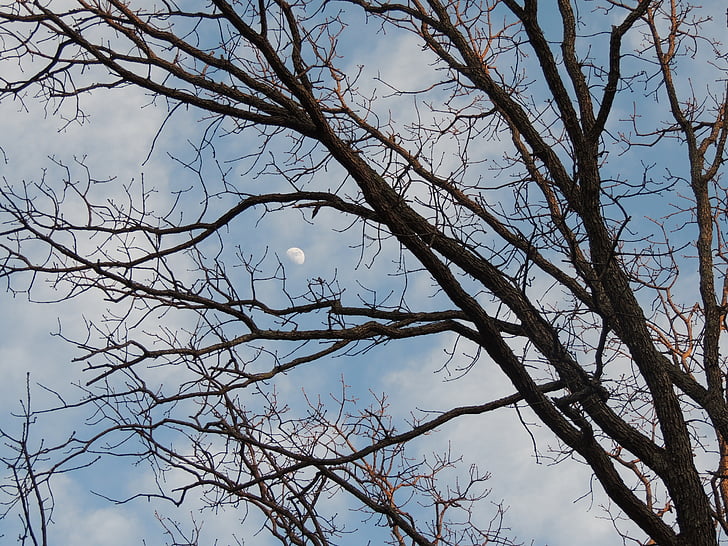 moon through fall trees, moon, moonlight, bare tree branches, moon hidden in trees, moon in blue sky with clouds, cloudy