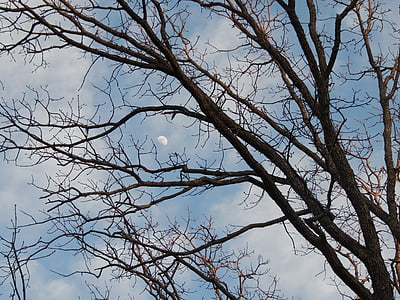 Mond durch Herbst Bäume, Mond, Mondschein, Kahler Baum Zweige, Mond in Bäumen versteckt, Mond im blauen Himmel mit Wolken, bewölkt