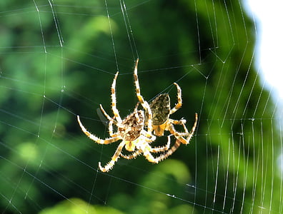 cross spider, spider, close, cobweb, insect, nature, network