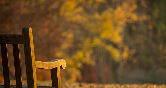Park, istuin, penkki, Virginia, Syksy, syksyllä, kultainen tunti