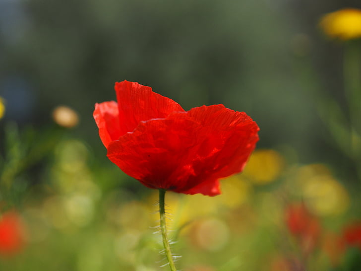 klatschmohn, flor de rosella, Rosella, Rosella vermella, vermell, flor, flor