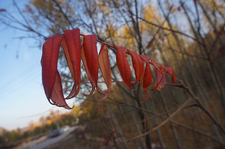 hojas rojas, Akita, viento de China