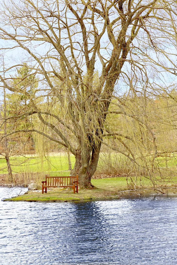 podružnica, jezero, ob jezeru, vode, sedež, drevo, ostalo