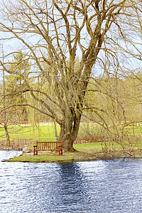 ramo, Lago, Lakeside, acqua, sedile, albero, resto